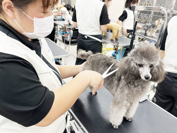 １年生のトリミング♪
